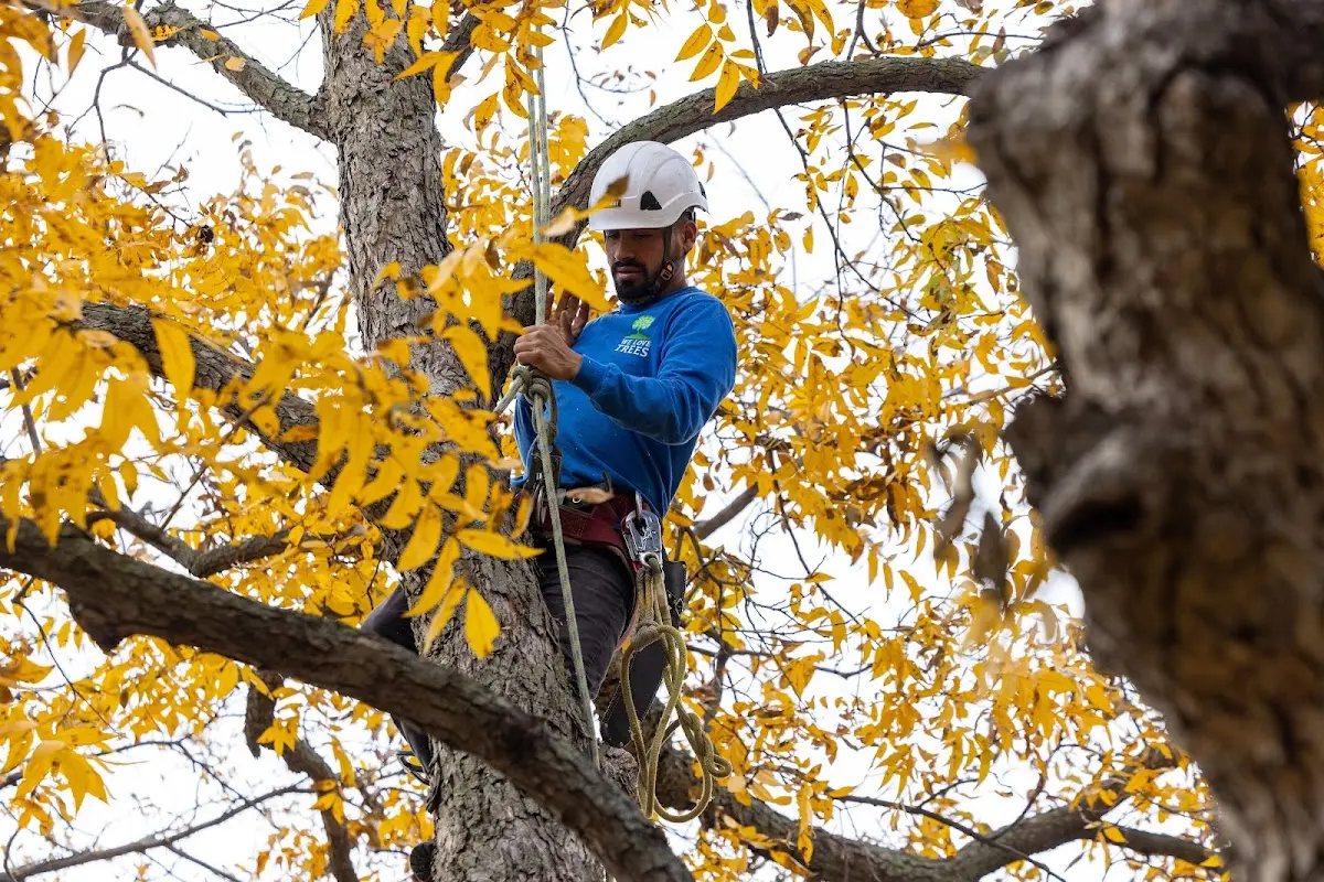 Skilled Tree Pruning crew working in Elkhorn City