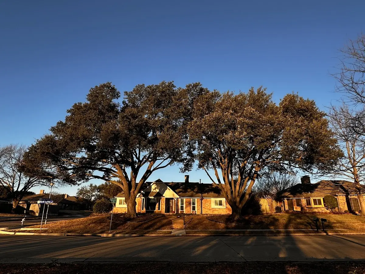 Established residential canopy tree shading a home in Elkhorn City